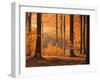 Beech Forest, Autumn-Thonig-Framed Photographic Print