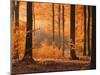 Beech Forest, Autumn-Thonig-Mounted Photographic Print