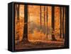 Beech Forest, Autumn-Thonig-Framed Stretched Canvas