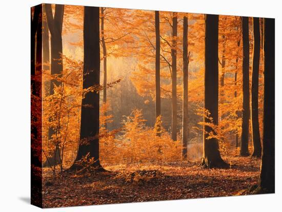 Beech Forest, Autumn-Thonig-Stretched Canvas