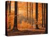 Beech Forest, Autumn-Thonig-Stretched Canvas