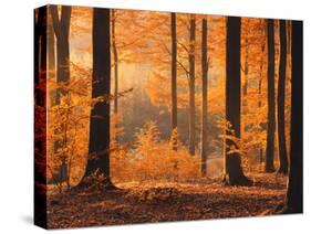 Beech Forest, Autumn-Thonig-Stretched Canvas