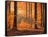 Beech Forest, Autumn-Thonig-Framed Stretched Canvas