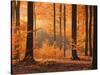 Beech Forest, Autumn-Thonig-Stretched Canvas