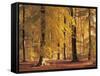 Beech Forest, Autumn-Thonig-Framed Stretched Canvas