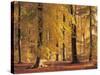 Beech Forest, Autumn-Thonig-Stretched Canvas