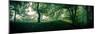 Beech Forest, Blaubeuern, Baden-WŸrttemberg, Germany, Leaves, Trees, Panorama-Markus Leser-Mounted Photographic Print