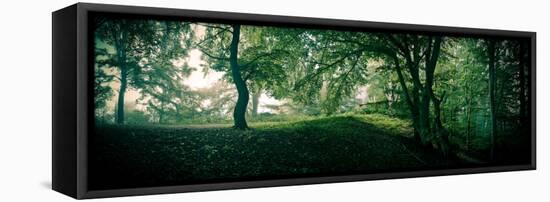 Beech Forest, Blaubeuern, Baden-WŸrttemberg, Germany, Leaves, Trees, Panorama-Markus Leser-Framed Stretched Canvas