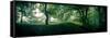 Beech Forest, Blaubeuern, Baden-WŸrttemberg, Germany, Leaves, Trees, Panorama-Markus Leser-Framed Stretched Canvas