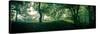 Beech Forest, Blaubeuern, Baden-WŸrttemberg, Germany, Leaves, Trees, Panorama-Markus Leser-Stretched Canvas
