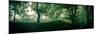 Beech Forest, Blaubeuern, Baden-WŸrttemberg, Germany, Leaves, Trees, Panorama-Markus Leser-Mounted Photographic Print