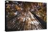 Beech Forest Canopy in Autumn, Piatra Craiului Np, Southern Carpathian Mountains, Romania-Dörr-Stretched Canvas