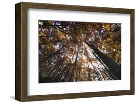 Beech Forest Canopy in Autumn, Piatra Craiului Np, Southern Carpathian Mountains, Romania-Dörr-Framed Photographic Print