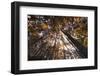 Beech Forest Canopy in Autumn, Piatra Craiului Np, Southern Carpathian Mountains, Romania-Dörr-Framed Photographic Print