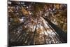 Beech Forest Canopy in Autumn, Piatra Craiului Np, Southern Carpathian Mountains, Romania-Dörr-Mounted Photographic Print