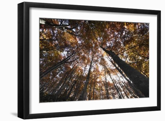 Beech Forest Canopy in Autumn, Piatra Craiului Np, Southern Carpathian Mountains, Romania-Dörr-Framed Photographic Print