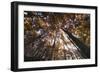 Beech Forest Canopy in Autumn, Piatra Craiului Np, Southern Carpathian Mountains, Romania-Dörr-Framed Photographic Print