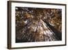 Beech Forest Canopy in Autumn, Piatra Craiului Np, Southern Carpathian Mountains, Romania-Dörr-Framed Photographic Print