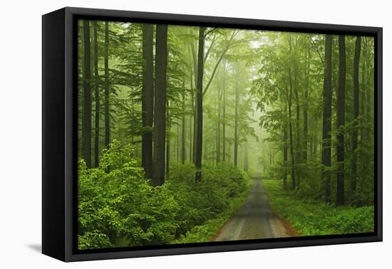 Beech Forest, Erzgebirge, Saxony, Germany, Europe-Jochen Schlenker-Framed Stretched Canvas