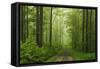 Beech Forest, Erzgebirge, Saxony, Germany, Europe-Jochen Schlenker-Framed Stretched Canvas