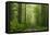 Beech Forest, Erzgebirge, Saxony, Germany, Europe-Jochen Schlenker-Framed Stretched Canvas