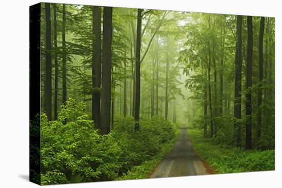 Beech Forest, Erzgebirge, Saxony, Germany, Europe-Jochen Schlenker-Stretched Canvas