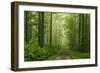 Beech Forest, Erzgebirge, Saxony, Germany, Europe-Jochen Schlenker-Framed Photographic Print