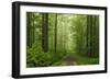 Beech Forest, Erzgebirge, Saxony, Germany, Europe-Jochen Schlenker-Framed Photographic Print