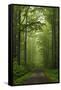 Beech Forest, Erzgebirge, Saxony, Germany, Europe-Jochen Schlenker-Framed Stretched Canvas