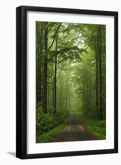 Beech Forest, Erzgebirge, Saxony, Germany, Europe-Jochen Schlenker-Framed Premium Photographic Print