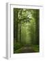 Beech Forest, Erzgebirge, Saxony, Germany, Europe-Jochen Schlenker-Framed Premium Photographic Print