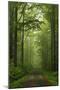 Beech Forest, Erzgebirge, Saxony, Germany, Europe-Jochen Schlenker-Mounted Premium Photographic Print