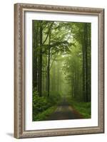 Beech Forest, Erzgebirge, Saxony, Germany, Europe-Jochen Schlenker-Framed Photographic Print