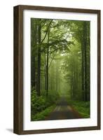 Beech Forest, Erzgebirge, Saxony, Germany, Europe-Jochen Schlenker-Framed Photographic Print