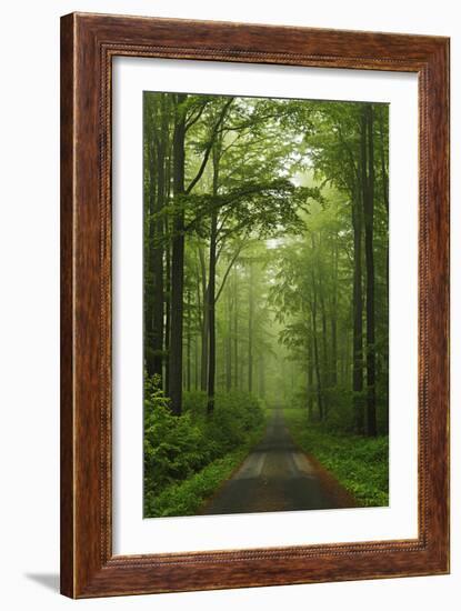 Beech Forest, Erzgebirge, Saxony, Germany, Europe-Jochen Schlenker-Framed Photographic Print