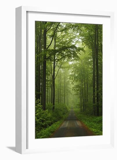 Beech Forest, Erzgebirge, Saxony, Germany, Europe-Jochen Schlenker-Framed Photographic Print