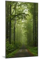 Beech Forest, Erzgebirge, Saxony, Germany, Europe-Jochen Schlenker-Mounted Photographic Print