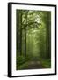 Beech Forest, Erzgebirge, Saxony, Germany, Europe-Jochen Schlenker-Framed Photographic Print