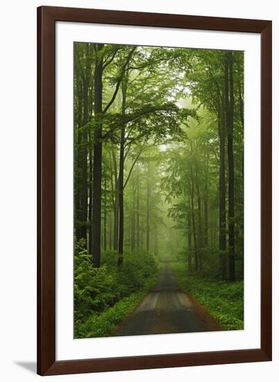 Beech Forest, Erzgebirge, Saxony, Germany, Europe-Jochen Schlenker-Framed Photographic Print