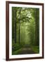 Beech Forest, Erzgebirge, Saxony, Germany, Europe-Jochen Schlenker-Framed Photographic Print