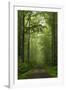 Beech Forest, Erzgebirge, Saxony, Germany, Europe-Jochen Schlenker-Framed Photographic Print