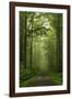 Beech Forest, Erzgebirge, Saxony, Germany, Europe-Jochen Schlenker-Framed Photographic Print