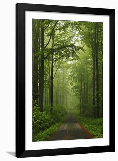 Beech Forest, Erzgebirge, Saxony, Germany, Europe-Jochen Schlenker-Framed Photographic Print