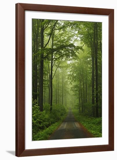 Beech Forest, Erzgebirge, Saxony, Germany, Europe-Jochen Schlenker-Framed Photographic Print