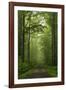 Beech Forest, Erzgebirge, Saxony, Germany, Europe-Jochen Schlenker-Framed Photographic Print