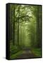 Beech Forest, Erzgebirge, Saxony, Germany, Europe-Jochen Schlenker-Framed Stretched Canvas