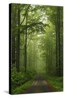 Beech Forest, Erzgebirge, Saxony, Germany, Europe-Jochen Schlenker-Stretched Canvas