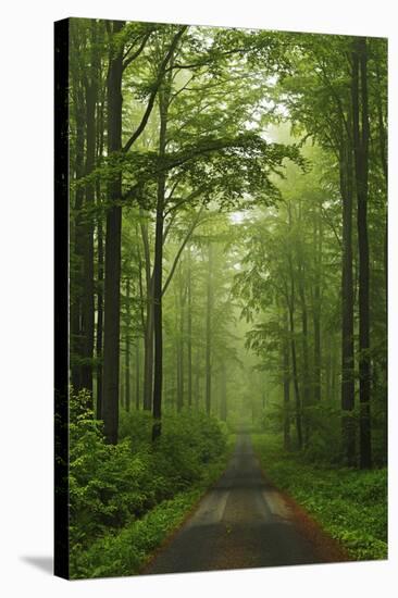 Beech Forest, Erzgebirge, Saxony, Germany, Europe-Jochen Schlenker-Stretched Canvas