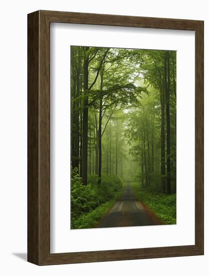 Beech Forest, Erzgebirge, Saxony, Germany, Europe-Jochen Schlenker-Framed Photographic Print