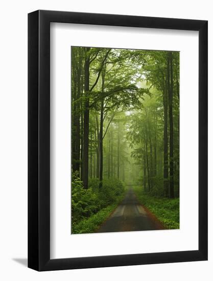 Beech Forest, Erzgebirge, Saxony, Germany, Europe-Jochen Schlenker-Framed Photographic Print